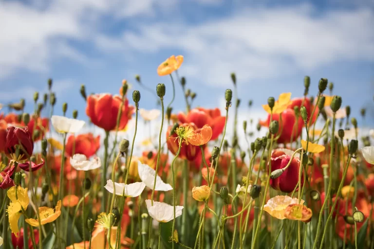 field of bright colorful flowers on a bright sunny