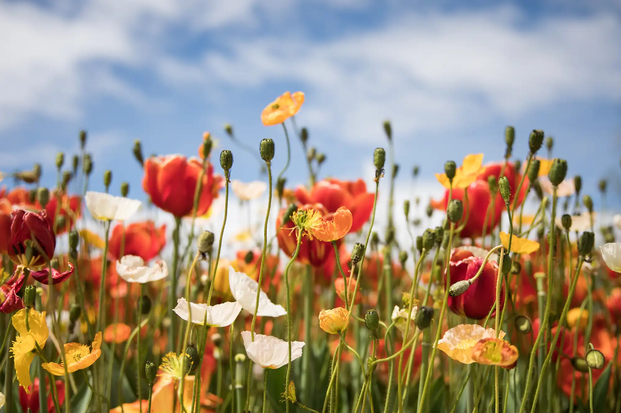 field of bright colorful flowers on a bright sunny