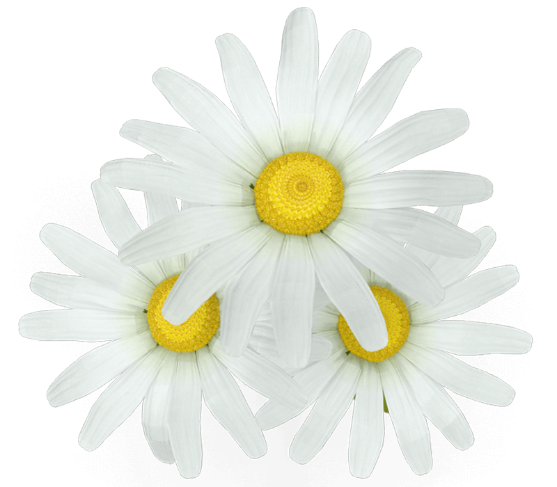 white daisies