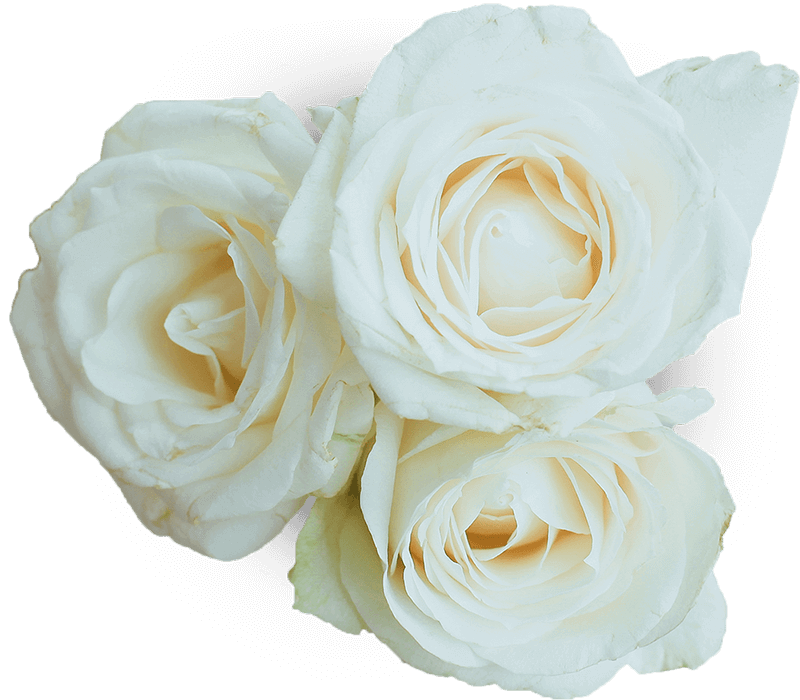 white roses