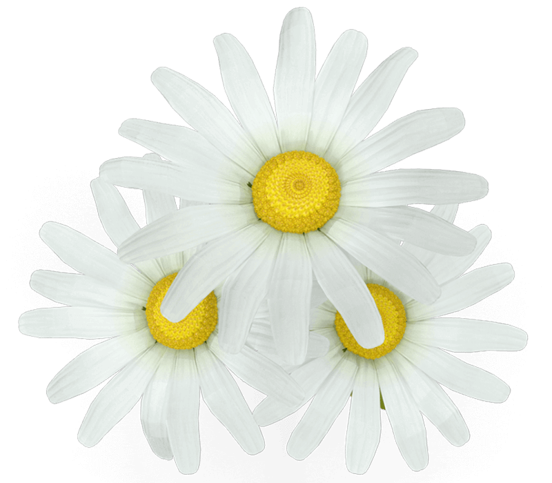 white daisies compressed